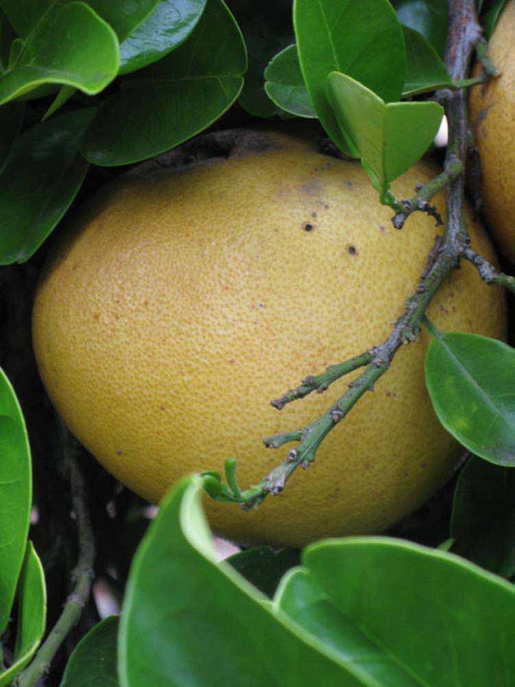            Fruit (Riverside, CA)   